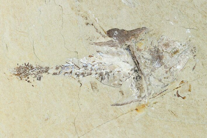 Cretaceous Crusher Fish (Coccodus) - Hjoula, Lebanon #147136